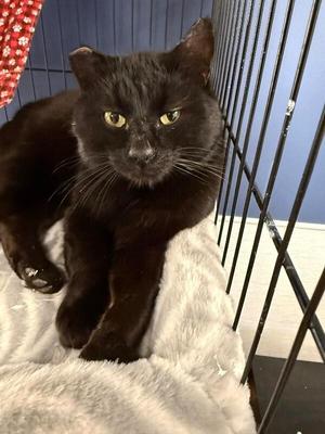 Astley, adult, available for adoption