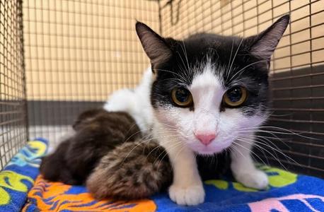Gabby, kitten, available for adoption