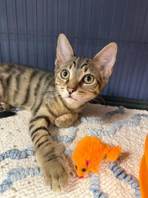 Georgie, kitten, available for adoption