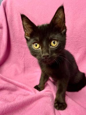 Pumpernickel, kitten, available for adoption