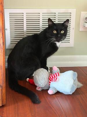 Courtesy post Fred "Tux" Astaire, adult, available for adoption