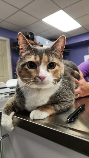 Elle, adult, available for adoption