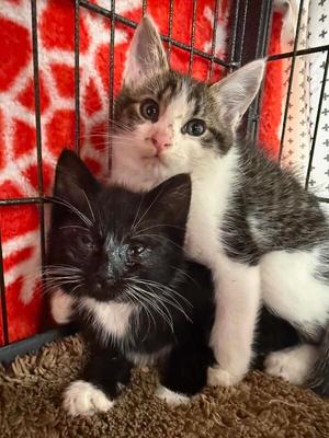 Marlowe, kitten, available for adoption