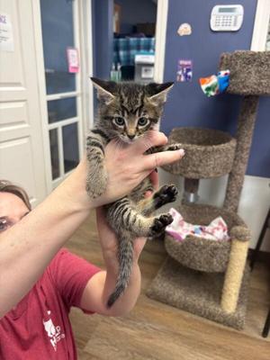 Shelby, kitten, available for adoption