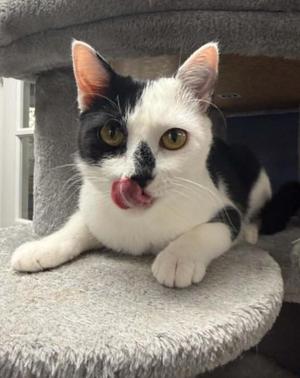 Cherry Mimosa, adult, available for adoption