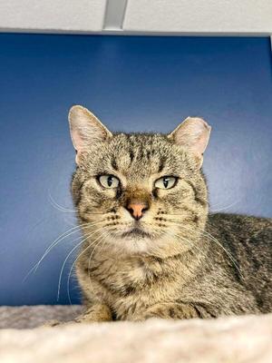 Elton, adult, available for adoption
