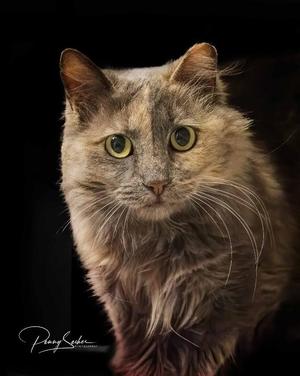 A close-up of a fluffy cat with green eyes, looking directly at the camera against a dark background.