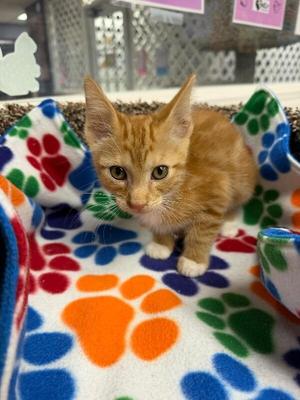 Aslan, kitten, available for adoption