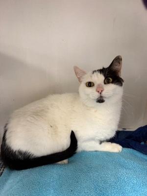 Eva, adult, available for adoption