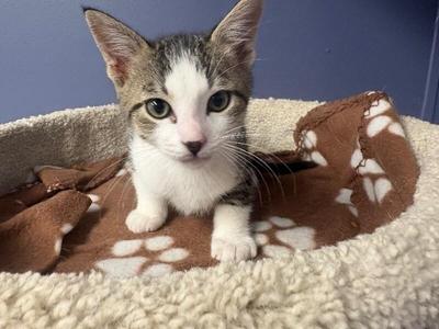 Raff, kitten, available for adoption