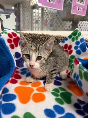 Rayna, kitten, available for adoption