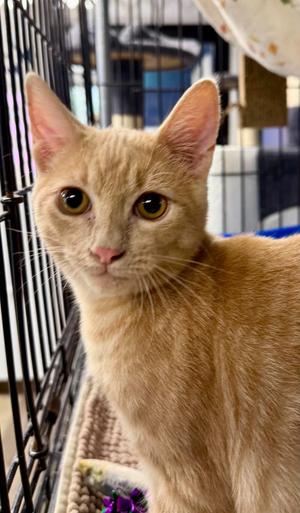 Miller, young, available for adoption