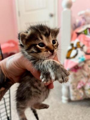 Gunner, kitten, available for adoption