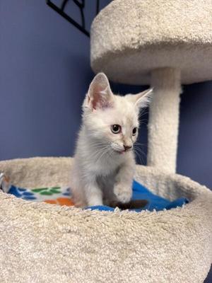 Benji, kitten, available for adoption