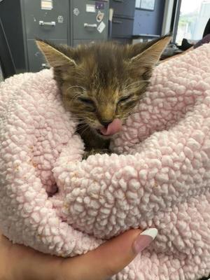 Moxie, kitten, available for adoption