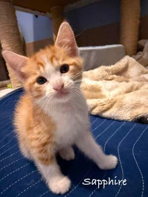 Sapphire, kitten, available for adoption