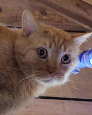 Close-up of an orange tabby cat's face with wide eyes and a blue object in the background.