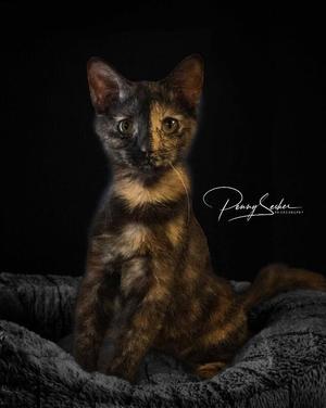 A tortoiseshell cat sitting on a dark, textured surface against a black background.