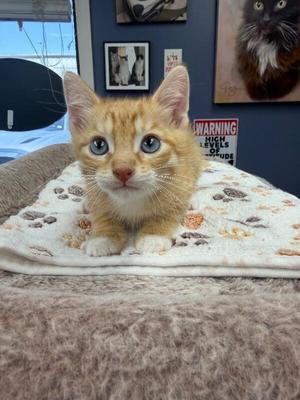 Aster, kitten, available for adoption
