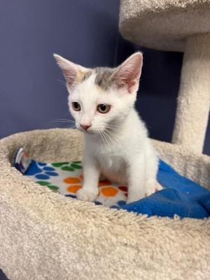 Audra, kitten, available for adoption