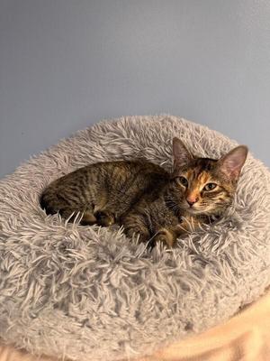 Lannah, kitten, available for adoption