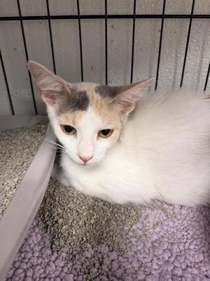 A white cat with gray and orange patches lying in a cage.