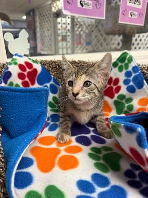 Freya, kitten, available for adoption