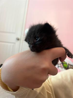 Giuseppe, kitten, available for adoption