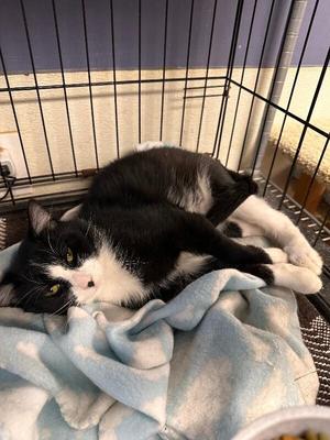 Juno, adult, available for adoption