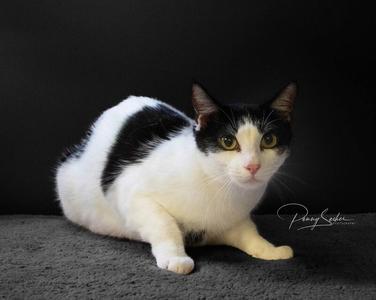 A black and white cat with green eyes lying on a gray surface against a black background.