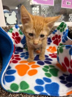 Neo, kitten, available for adoption