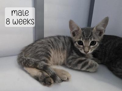 A gray tabby kitten with large eyes and pointed ears, lying on a white surface. The text "male 8 weeks" is visible in the top left corner.