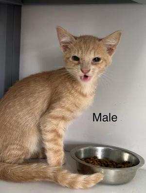 Trouble, kitten, available for adoption
