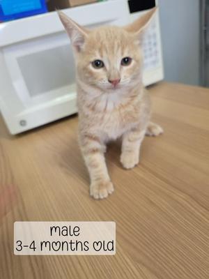 A male orange tabby kitten, 3-4 months old, sitting on a wooden floor.