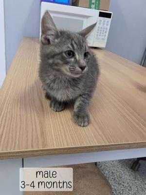 A gray tabby kitten sitting on a wooden table, looking to the side. The text "male 3-4 months" is written on the table.
