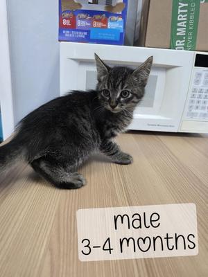 Vicky, kitten, available for adoption