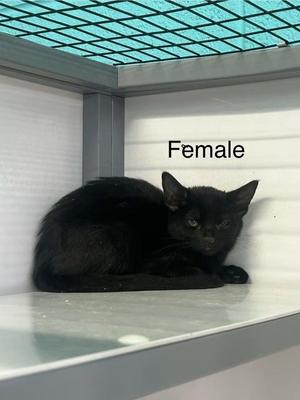 Trixie, kitten, available for adoption