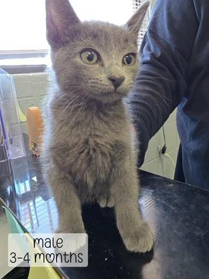 Earl Grey, kitten, available for adoption
