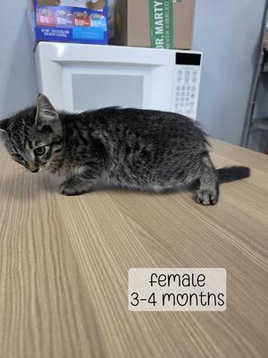 A young tabby kitten sitting on a wooden surface with a microwave in the background. The text on the image reads "female 3-4 months".