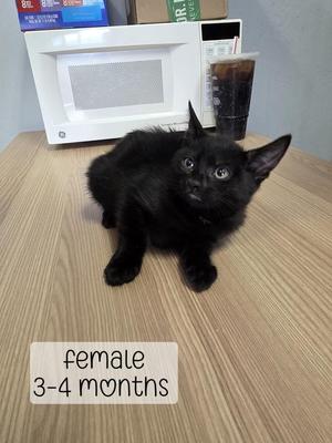 Georgia, kitten, available for adoption