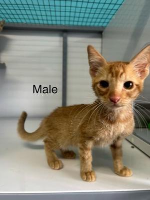 Travis, kitten, available for adoption