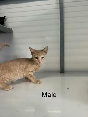 A light brown tabby cat standing on a white surface with the word "Male" written below it.
