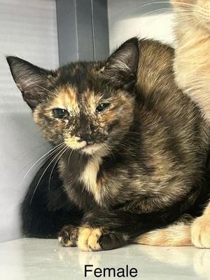 Tang, kitten, available for adoption
