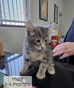 Dusty, kitten, available for adoption