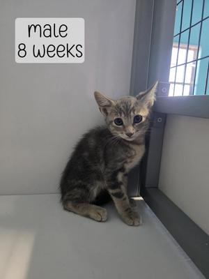 A young tabby kitten sitting on a white surface, looking directly at the camera. The text "male 8 weeks" is displayed in the top left corner.