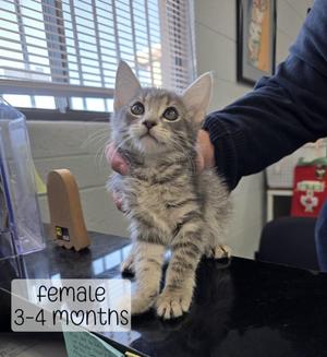 Darla, kitten, available for adoption