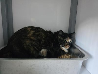 Merry, young, available for adoption