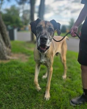 Hector, Great Dane Mix, adult, available for adoption