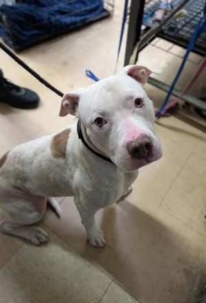 Jade, Mixed Breed, adult, available for adoption