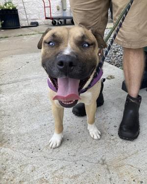 Bodie, Mixed Breed and Siberian Husky, young, available for adoption